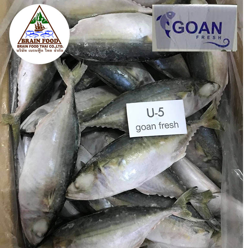 ยี่ห้อ-Goan-fresh-ปลาทูสดแช่แข็ง-ไซด์-U5